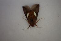 Autographa bractea