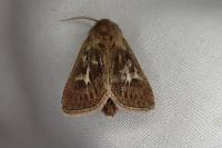 Cerapteryx graminis