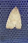 Cosmia trapezina