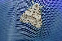 Lymantria monacha