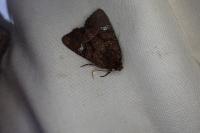 Mesapamea secalella/secalis