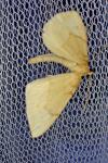 Gandaritis pyraliata