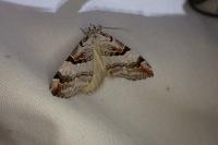 Aplocera praeformata