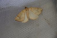 Eulithis populata