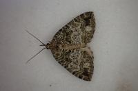Hydriomena furcata