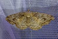 Alcis repandata