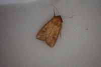 Mythimna conigera