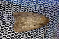 Amphipyra tragopoginis