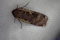 Noctua pronuba
