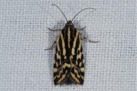 Emmelia trabealis
