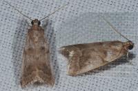 Acrobasis fallouella