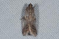 Acrobasis fallouella