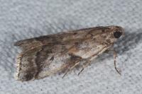 Acrobasis fallouella