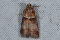 Acrobasis tumidana