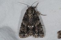 Acronicta rumicis