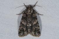 Acronicta rumicis