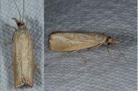 Agriphila straminella