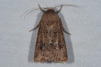 Agrotis bigramma