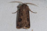Agrotis bigramma