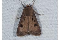 Agrotis exclamationis exclamationis