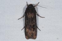Agrotis ipsilon