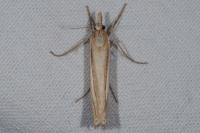 Ancylolomia tentaculella