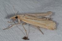 Ancylolomia tentaculella