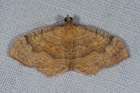 Camptogramma bilineata