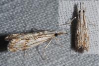 Catoptria falsella