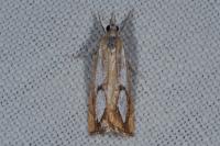 Catoptria
