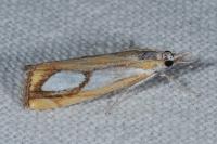 Catoptria