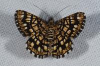 Chiasmia clathrata
