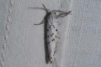 Coscinia cribraria cribraria