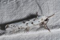 Coscinia cribraria cribraria