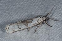 Coscinia cribraria cribraria