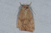 Cosmia trapezina