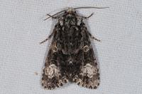 Craniophora ligustri