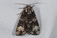 Craniophora ligustri