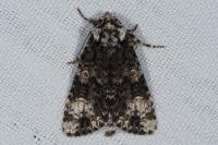 Craniophora ligustri