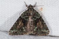 Cryphia algae