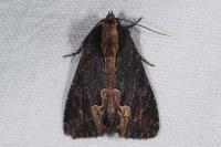 Dypterygia scabriuscula