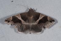 Dysgonia algira