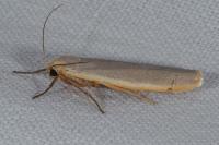 Manulea complana