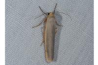 Manulea complana