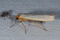 Manulea complana