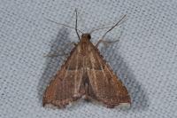 Endotricha flammealis