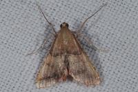 Endotricha flammealis