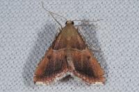 Endotricha flammealis