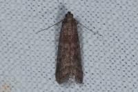Ephestia woodiella/parasitella/elutella