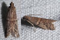 Ephestia woodiella/parasitella/elutella